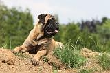 BULLMASTIFF 325